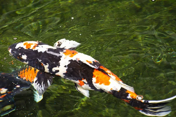 Warna Warni Ikan Mas Jepang Atau Ikan Jepang Koi Lebih — Stok Foto