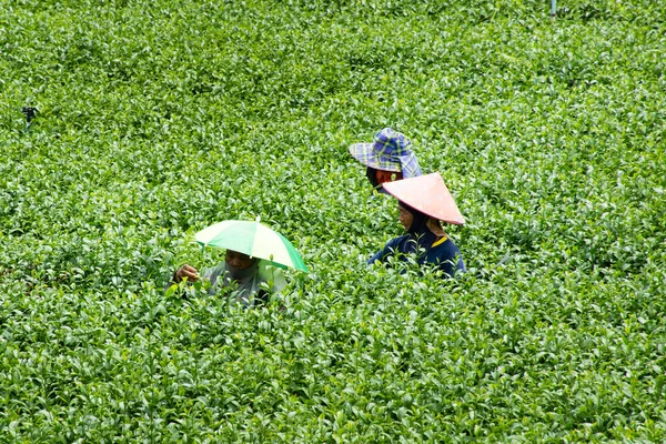 View Landscape Farmland Garden Park Thai Farmer Planter Crop Harvesting — Fotografia de Stock