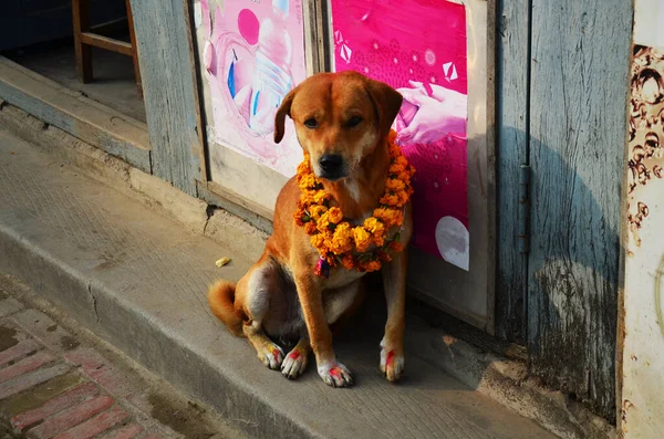 Kukkur Tihar Kukur Dogs Diwali Festival Lights Second Day Religious — Foto Stock