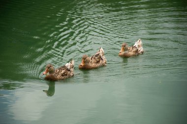 Yerel ördek ailesi Bangkok, Tayland açıklarındaki bahçe parkında göl kenarında yüzüyor ve yüzüyor.