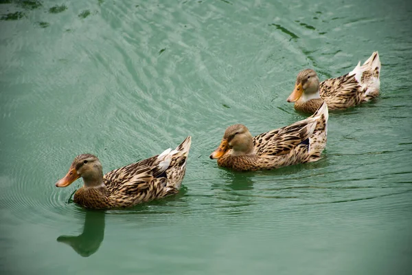 Einheimische Entenfamilie Schwimmt Und Schwimmt Auf Teichsee Gartenpark Vor Den — Stockfoto