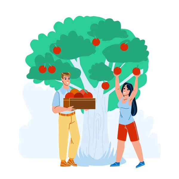 Homem e mulher colhendo maçãs no vetor do pomar —  Vetores de Stock