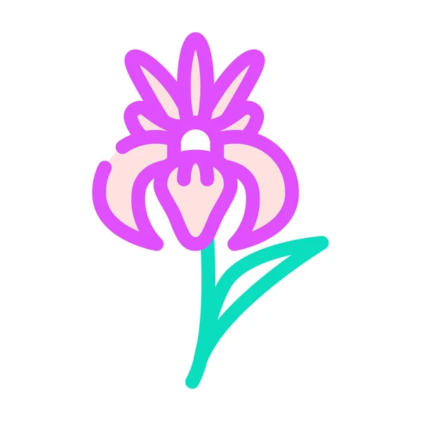 Iris flor cor ícone vetor ilustração —  Vetores de Stock