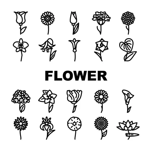 Květina přírodní aromatické rostliny ikony nastavit vektor — Stockový vektor