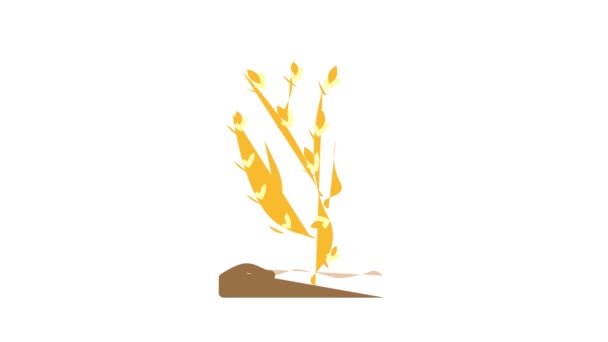Ascophyllum knoestige zeewier kleur pictogram animatie — Stockvideo