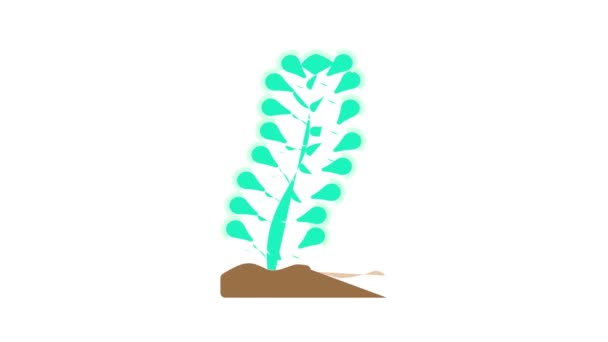 Caulerpa lentillifera Algen Farb-Icon-Animation — Stockvideo