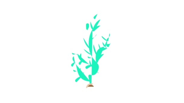 Cladophora glomerata seaweed color icon animation — Stock Video