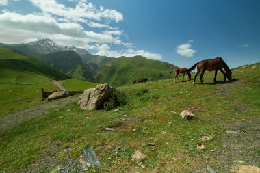 Kazbek Dağı ya da Stepantsminda 'daki Kazbegi Dağı, Georgia yaz manzaralı ön planda vahşi atlar ve arka planda bulutlar