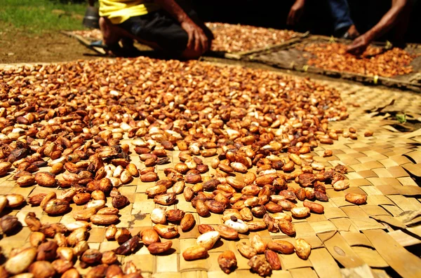 Frijoles de cacao frescos secándose al sol Imagen de archivo