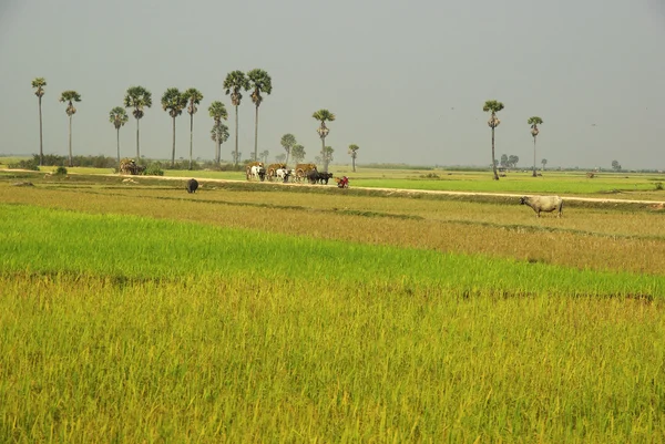 Lush green rice paddies with palm trees in Cambodia, rural scene — Stock Photo, Image