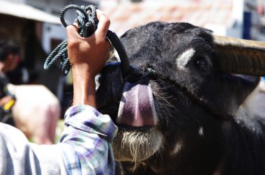 siyah bir Buffalo diline yakın çekim