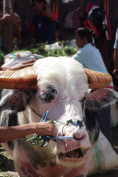 Редкий буйвол альбинос на продажу — стоковое фото