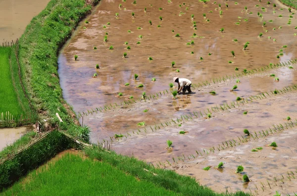 Farmer planting rice seedlings in his paddy field — Stock Photo, Image
