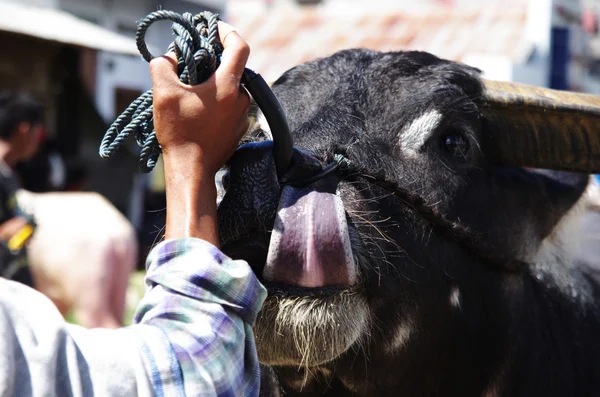 Lengua de un búfalo negro de cerca Imagen De Stock