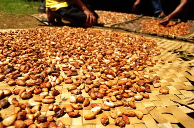 Fresh raw cacao beans at the farm clipart