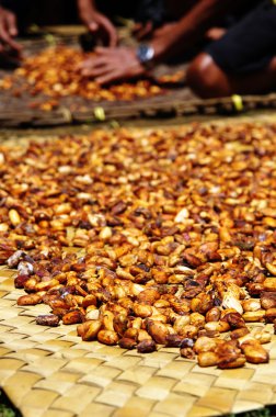 Fresh raw cacao beans drying in the sun clipart