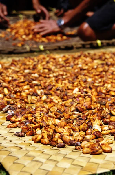 Fresh raw cacao beans drying in the sun — Stock Photo, Image