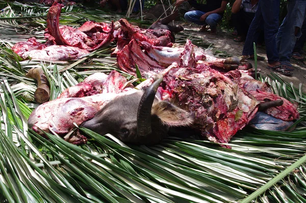Vaca abatida como sacrifício no funeral — Fotografia de Stock