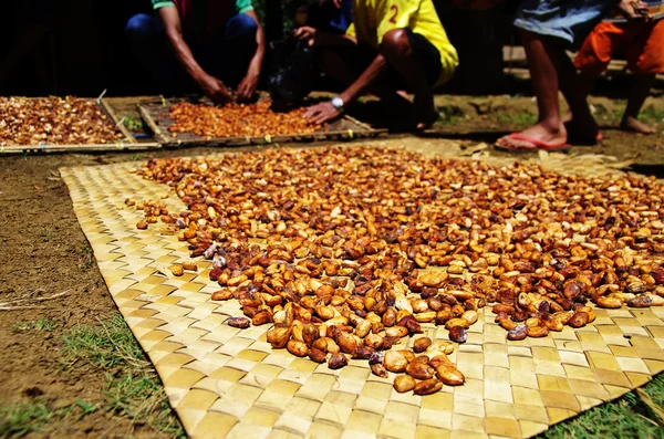 Frijoles frescos de cacao Fotos de stock libres de derechos