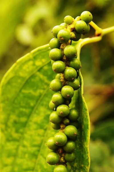Зеленый перец растет на плантации Лицензионные Стоковые Изображения