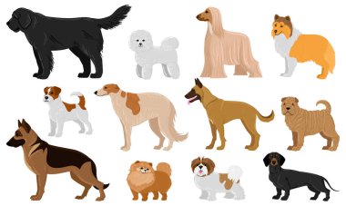 Çizgi filmlerdeki köpek yavruları sevimli karakterler doğurur. Dachshund, Shepherd, Malinois ve Jack Russell terrier vektör çizimi seti. Evcil çoban köpeği ve Shar pei köpekleri