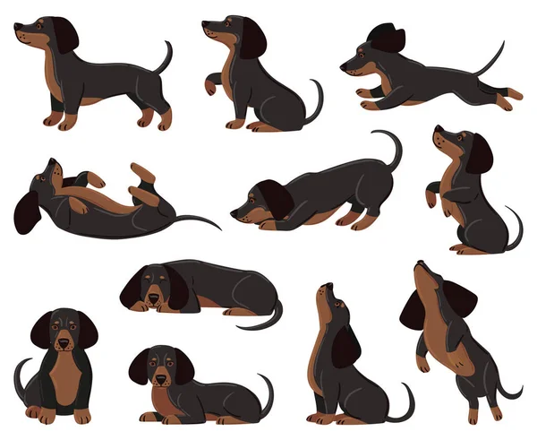 かわいい漫画のダックスフンド犬は様々なポーズで繁殖します。ダックスフンド愛らしいキャラクターの睡眠、ウォーキング、ベクトルイラストセットを再生します。国内のダックスフントペット — ストックベクタ