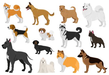 Çizgi filmlerdeki köpekler farklı cinsler, evcil köpek yavruları. Husky, beagle, Great Dane, French bulldog ve Malta köpekleri vektör çizim seti. Şirin farklı cinslerden köpekler.