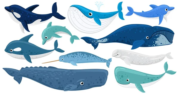 Caricature mammifères sous-marins, dauphin, béluga, orque, cachalot. Animaux marins, rorqual à bosse, narval, ensemble d'illustrations vectorielles d'épaulards. Baleines de faune sous-marine — Image vectorielle