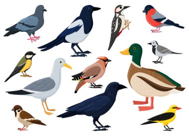 Cartoon city birds, sparrow, tit, pigeon and crow. European colorful birds, winged flying animals characters vector illustration set. Cute city birds