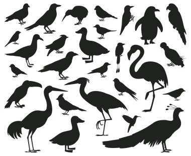 Cartoon birds silhouettes, black pigeon, toucan and parrot characters. Wildlife, woods or city birds, sparrow and seagull vector illustration set. Birds silhouettes