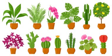 Cartoon house botanical decor potted plants and flowers. Blossom plants, monstera, cactus and orchid in ceramic pots vector illustration set. Indoor potted plants