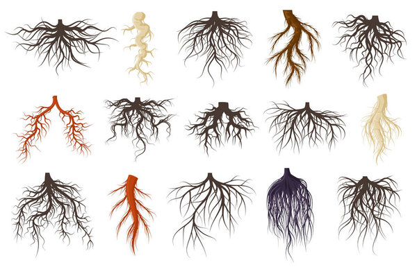 Plants roots systems, growing fibrous trees roots. Underground plants plants, trees branched root vector symbols set. Tree roots systems silhouettes