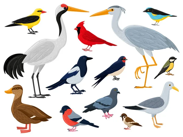 Caricature oiseaux volants, grue, canard cardinal rouge et mouette. Ville, bois et animaux marins ailés personnages vectoriels illustration ensemble. Faune et faune européennes — Image vectorielle