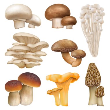 Yenilebilir mantar gerçekçi bitkiler, enoki, istiridye mantarları. Altın chanterelle, morel ve cremini doğal mantar bitkileri vektör illüstrasyon seti. Gerçekçi mantarlar