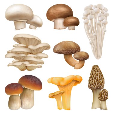Edible mushroom realistic plants, enoki, oyster mushrooms. Golden chanterelle, morel and cremini natural mushroom plants vector illustration set. Realistic mushrooms clipart