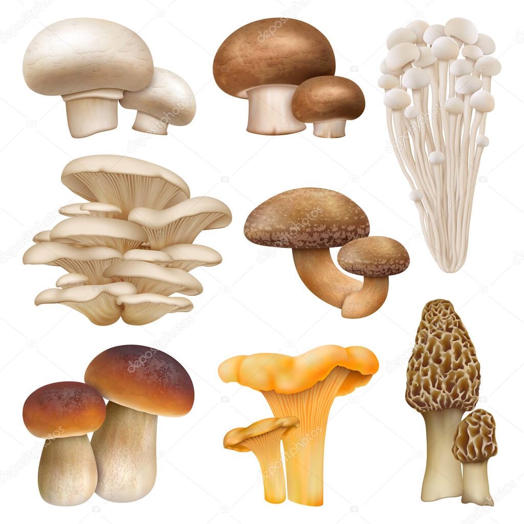 Edible mushroom realistic plants, enoki, oyster mushrooms. Golden chanterelle, morel and cremini natural mushroom plants vector illustration set. Realistic mushrooms