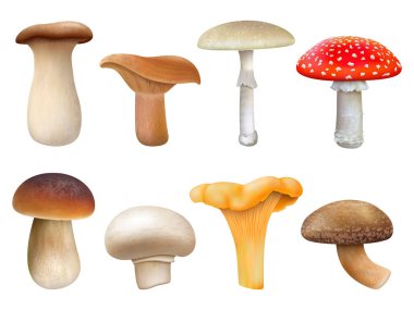 Gerçekçi yenilebilir ve yenmez mantar bitkileri. Sinek sineği, chanterelle, niscalo. Champignon, Altın Chanterelle ve Kral Trompet vektör çizimi. Mantar bitkileri