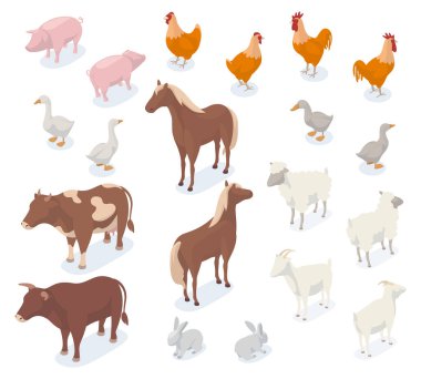 Isometric çiftlik hayvanları, 3D domuz, inek, tavuk, keçi ve at. Tarımsal çiftlik hayvanları ve kuşlar, köpek ve gemi vektör çizimleri. Çiftlik hayvanları
