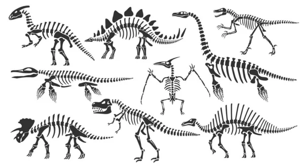 Squelettes Dinosaures Dino Fossiles Stegosaurus Squelette Tyrannosaure Vestiges Animaux Anciens — Image vectorielle