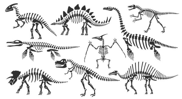 Dinosaur skeletons. Dino bones, stegosaurus fossil and tyrannosaurus skeleton. Remains of ancient animals vector illustration set of skeleton dino and dinosaur triceratops fossil