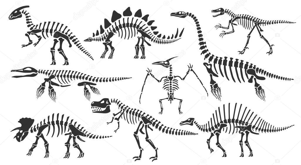 Dinosaur skeletons. Dino bones, stegosaurus fossil and tyrannosaurus skeleton. Remains of ancient animals vector illustration set of skeleton dino and dinosaur triceratops fossil