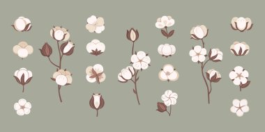 Natural cotton flowers. Plant bolls for soft fabric, organic textile symbol and cotton bloom vector set. Collection of various floral plants branches. Organic fluffy growing blossom