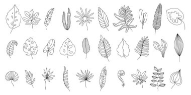 Tropical leaves line art. Monstera leaf outline, doodle jungle ferns and linear palm tree foliage vector set. Exotic rainforest leafage, summertime natural elements isolated on white, botany