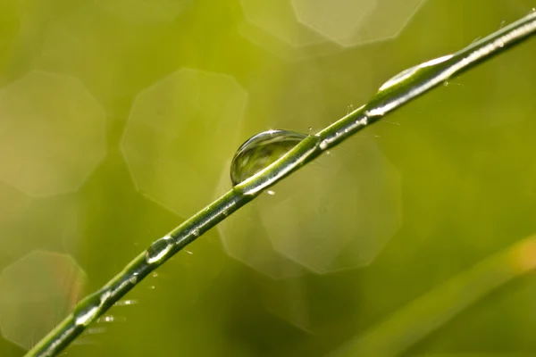 Dew drops — Stock Photo, Image