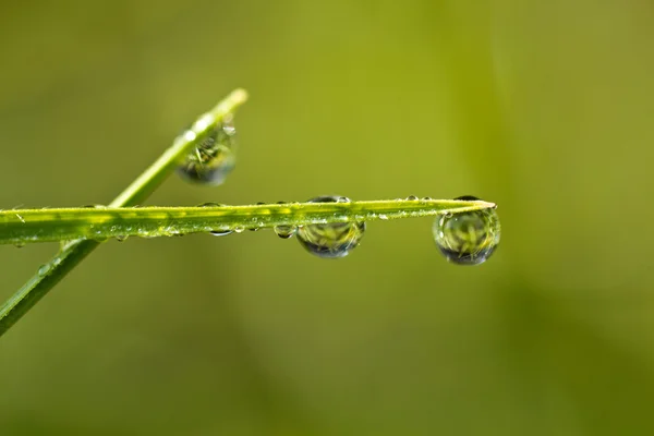 Dew kapky — Stock fotografie