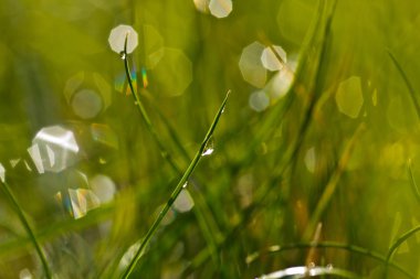 su parlayan çim blade için damla