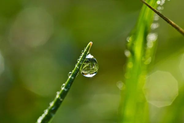 Dew drop — Stockfoto