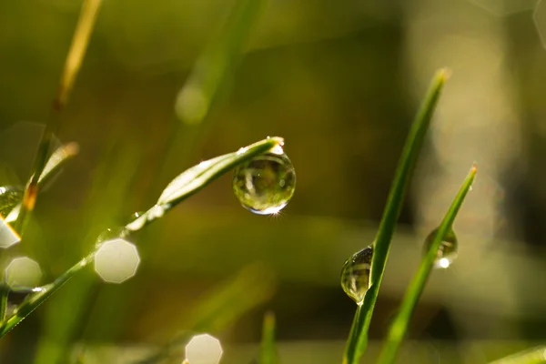 Tautropfen — Stockfoto