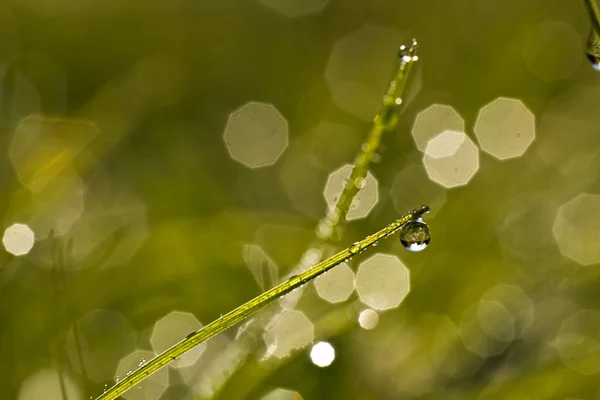 Daggdroppar — Stockfoto