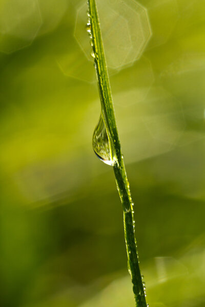Dew drop